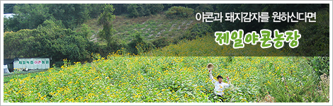 제일녹즙야콘농장 제일녹즙야콘농장