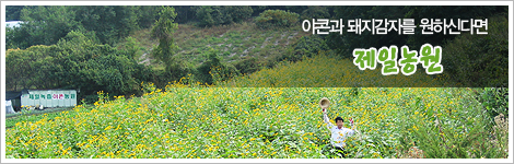 제일녹즙야콘농장 제일녹즙야콘농장